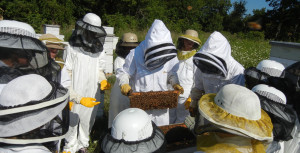 onsite beekeeping 101 class