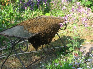 bee-removal-bee-swarm-table