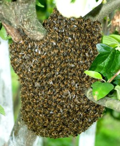 Peeps, the first bee swarm of the season was spotted today in the Moore/Norman area. If you see anything that looks like this, please don't spray it with chemicals. Please call Queen Bri's Honey, aka ME, ASAP, and I'll come get it for free. They can land almost anywhere - businesses (I removed one from the parking lot of a business last year, and I think everyone from inside the building came out to watch me collect it from a safe distance.), residences, apartment complexes, roadsides, fields, anywhere. The bee swarm cannot be inside a wall, chimney, inside a tree, or on the interior of any structure. But, if it's on a bush, the ground, exterior wall, tree up to 12 feet, or anything else that is outside and below 12 feet, we can get it for you. We will give it a new hive box and frames of honey to help get it re-established. If you live too far outside of Queen Bri's Honey service area, we have many other beekeepers that service areas outside our area of coverage. Please share!