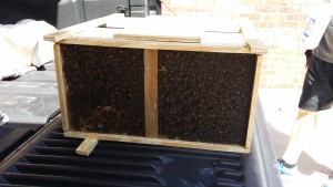 package-of-bees