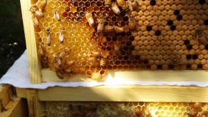 bee-hive-frame