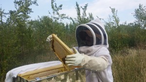 new beekeeper