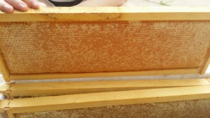 beehive-maintenance-frame-of-capped-honey