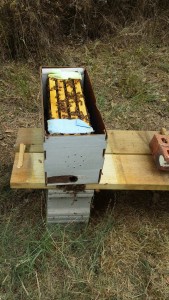 bee-nuc-box-beehive