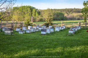 beehives-bee-yard